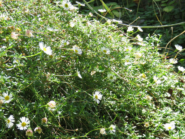 花が咲いているエリゲロン