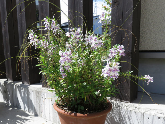 アンゲロニアの寄せ植え