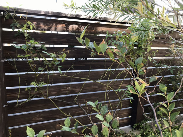 植え替え前のバラ カクテル