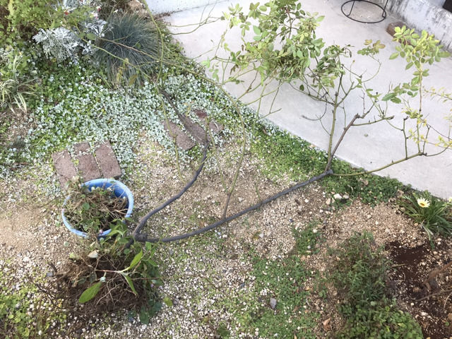 バラの植え替え作業中