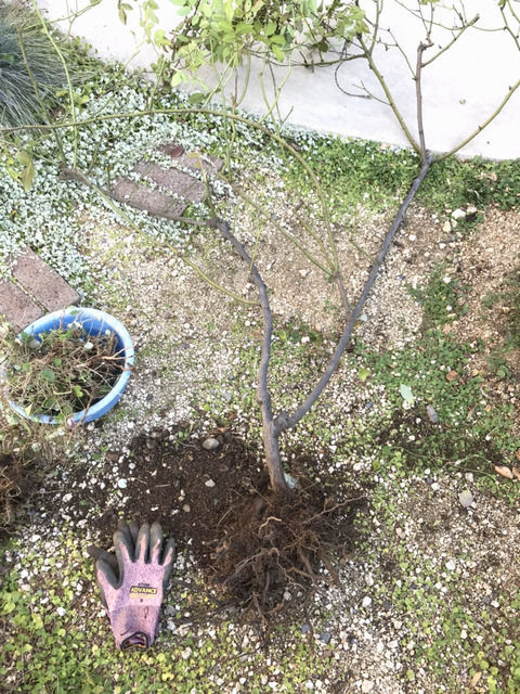 バラの植え替え作業中 根っこの様子