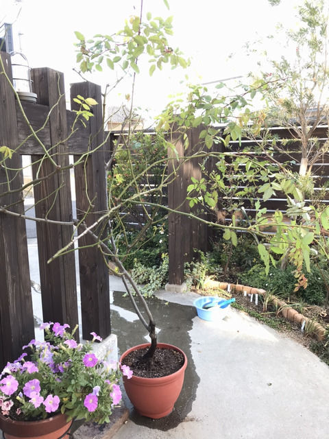 バラの植え替え作業中