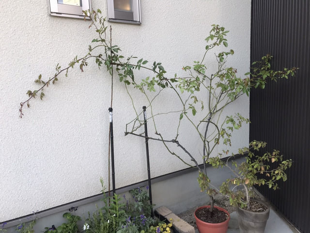 地植えから鉢上げしたバラ