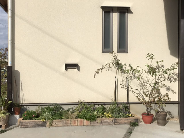 地植えから鉢上げしたバラの全景