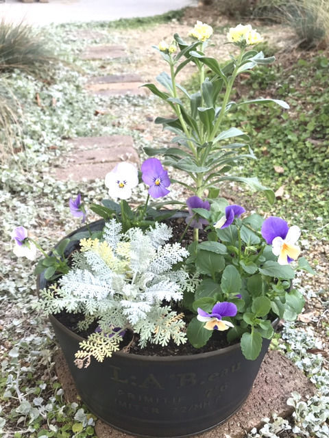 ブリキの植木鉢の寄せ植え