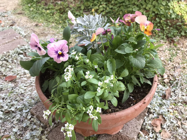 モクビャッコウとビオラの寄せ植え
