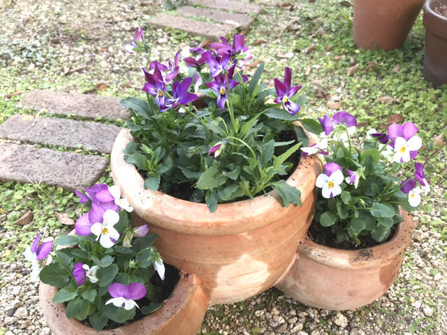 ストロベリーポットに植えたビオラ