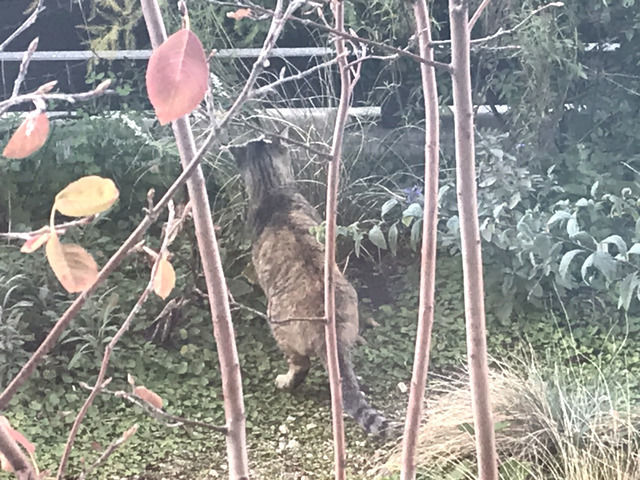 庭に来た猫の画像