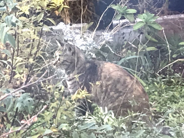 庭に来た猫の画像