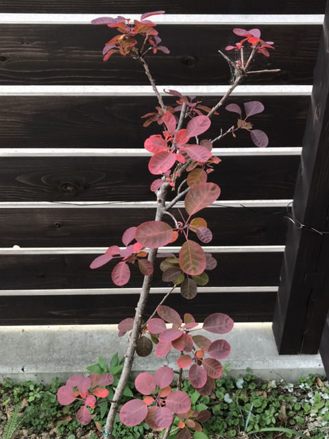 紅葉したスモークツリーベルベットクローク