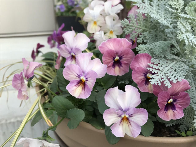 パープルの濃淡の花びらのビオラ