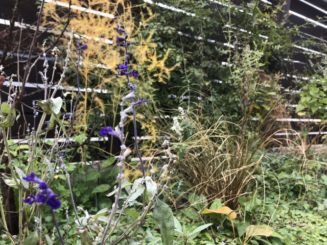 冬に咲いているブルーサルビアの花