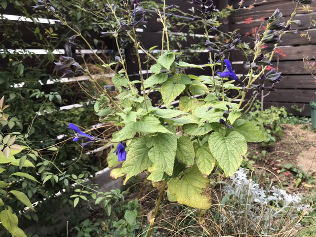 冬に咲いているスーパーサルビアの花