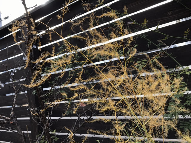 黄金色のアスパラの葉