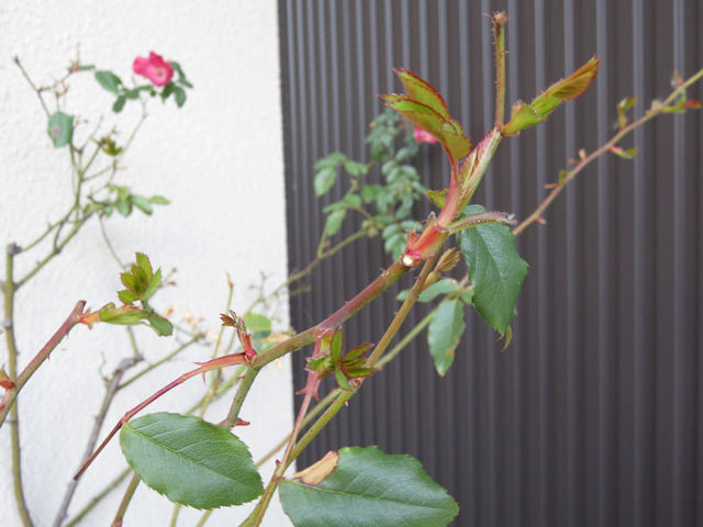 冬に芽吹いたバラ カクテル