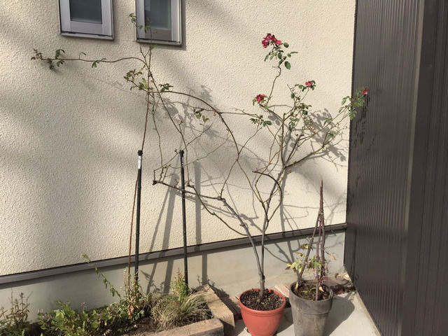 冬に芽吹いたバラ カクテル