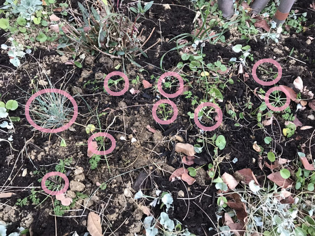 こぼれ種の苗を植え替えた様子