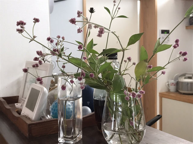 花瓶に挿したアルテルナンテラ アルテミス