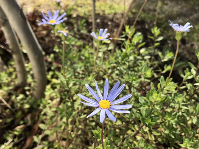 1月に咲いているブルーデイジー