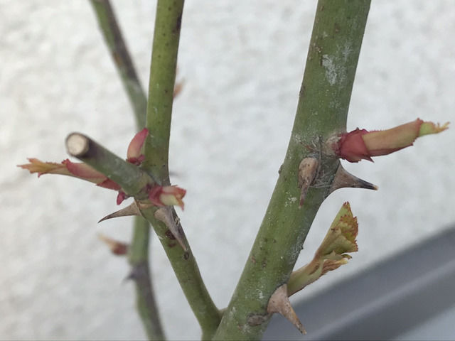 サンセット・グロウの新芽のアップ