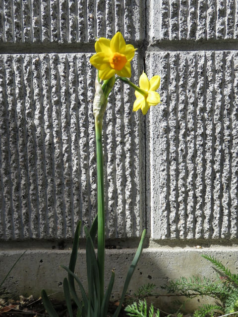黄色いミニ水仙の花