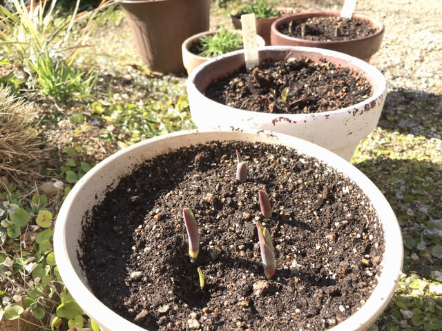 植木鉢が並んだ様子