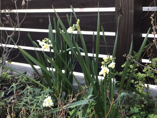 日本水仙の開花