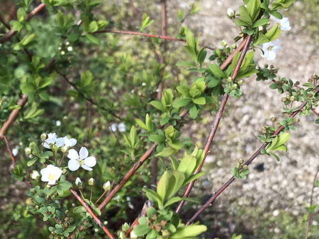 ユキヤナギの小さな花
