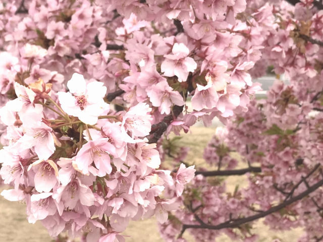 宇多津のさくら広場の河津桜