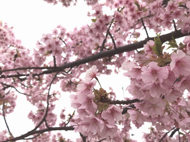 宇多津のさくら広場の河津桜