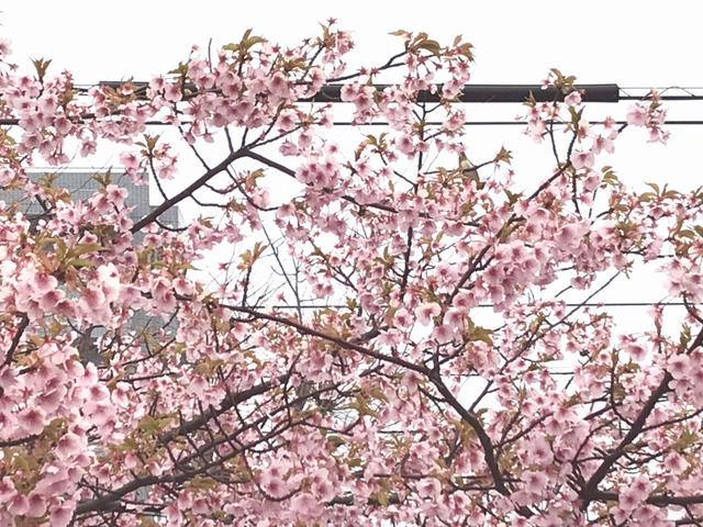 宇多津のさくら広場の河津桜
