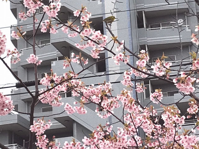 宇多津のさくら広場の河津桜