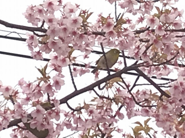 宇多津のさくら広場の河津桜とメジロ