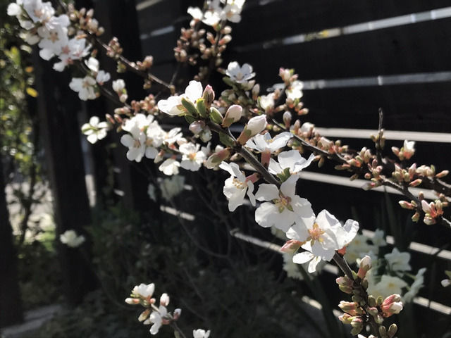 ユスラウメの花