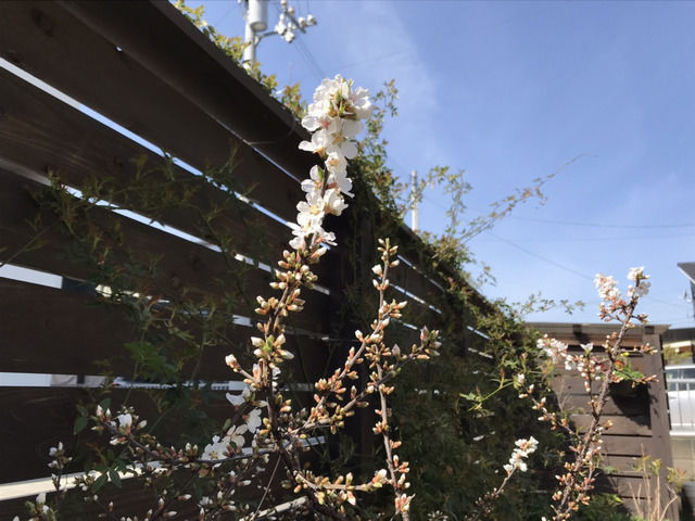 ユスラウメの花