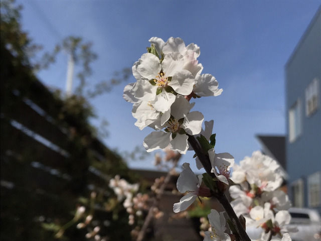 ユスラウメの花