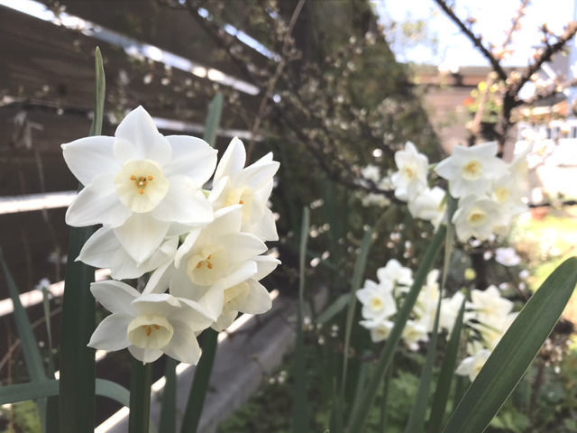 満開の日本水仙の花
