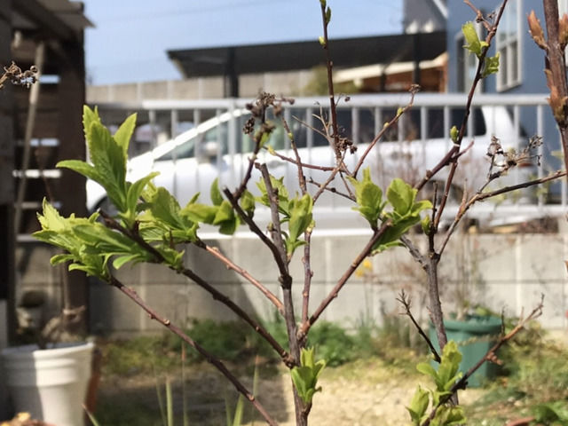 若葉の源平シモツケ