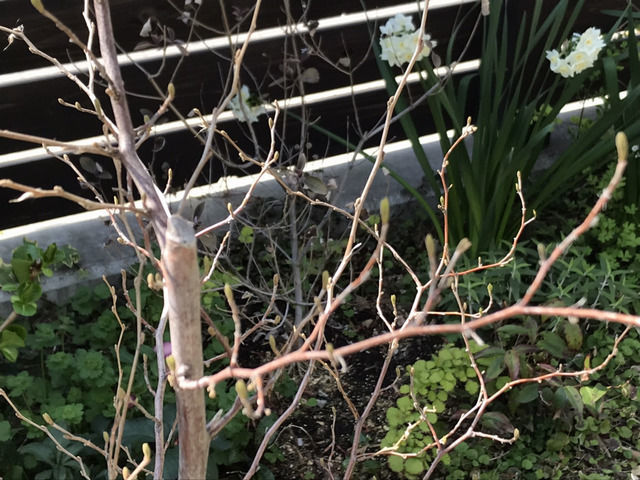 芽吹いたエゴノキ