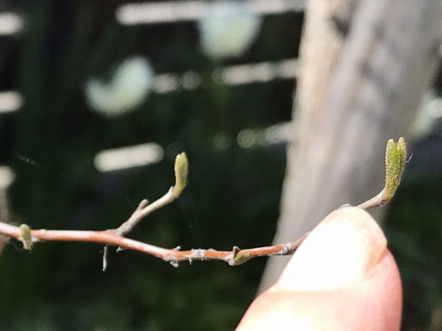 エゴノキの新芽のアップ