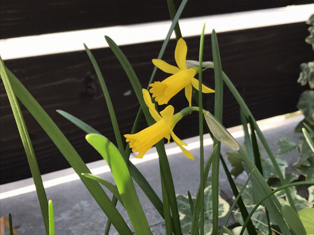 ミニ水仙の開花
