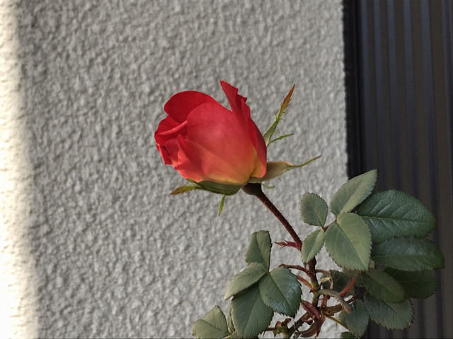 開きかけたカクテルの花