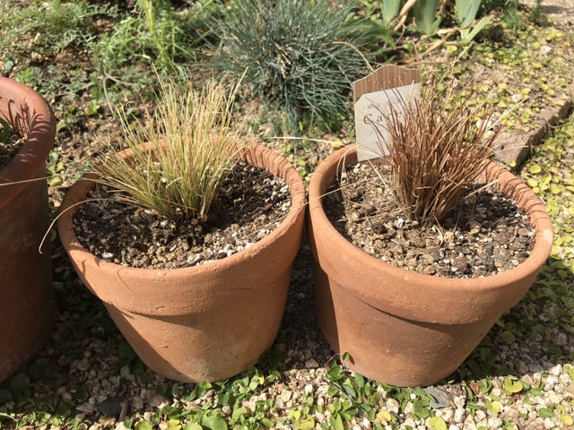 鉢植えのカレックス