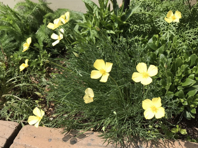 エスコルチア ハナビシソウの花
