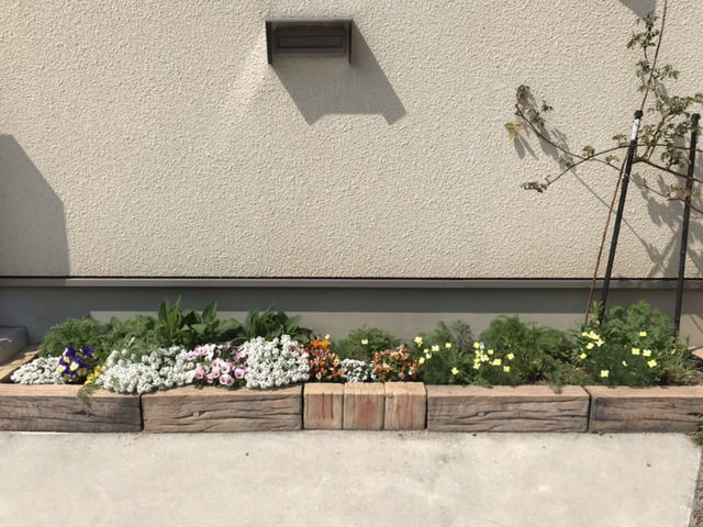 ビオラ・スイートアリッサム・エスコルチアを植えた花壇