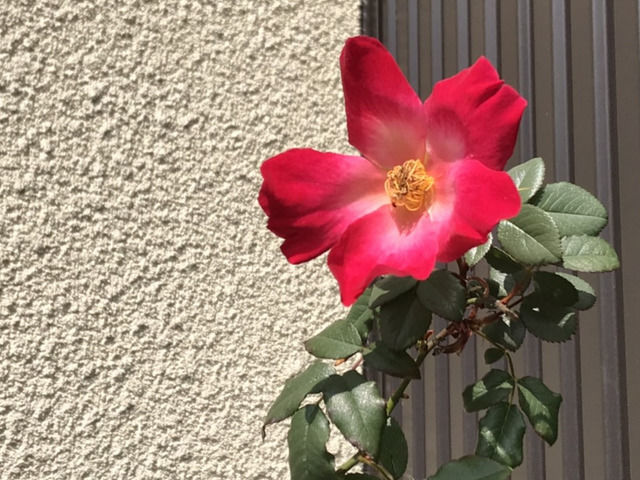 満開になったカクテルの花