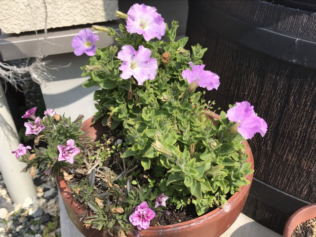 3月に咲いているペチュニア