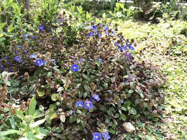 開花したベロニカ・オックスフォードブルー
