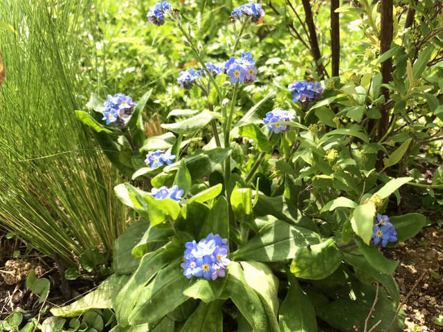 ワスレナグサの花