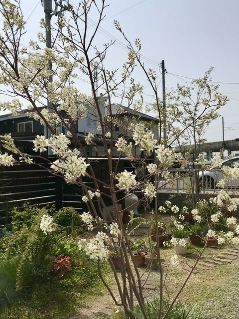 満開のジューンベリーの花